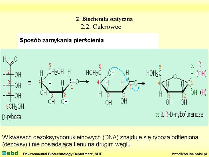BIOCHEMIA 2 - biochemia statyczna - Slajd24.TIF