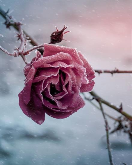 Serduszka, kwiaty - otulone śniegiem - .jpg